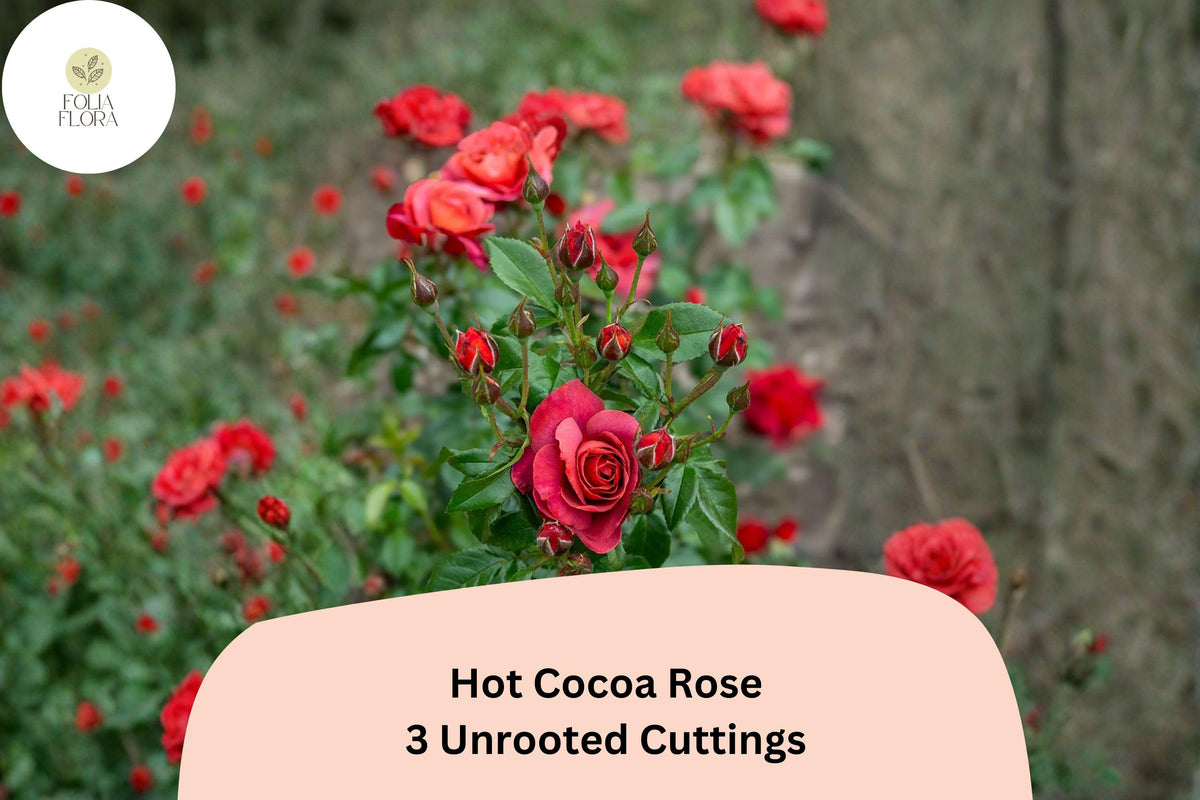 Hot Cocoa Rose Cuttings – 3 Unrooted Red Floribunda Rose Grafting Propagation Rosa hybrid ‘Hot Cocoa’