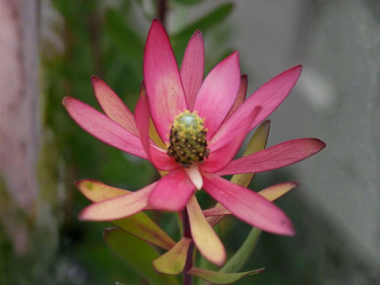 Leucadendron Tinctum Seeds – Silver Conebush Drought Tolerant Evergreen Shrub – Rare South African Protea Plant