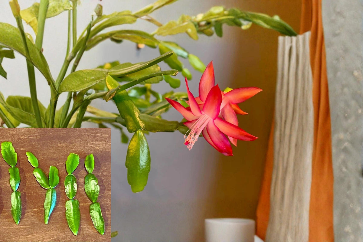 Christmas Cactus Cuttings No Roots - Pink Schlumbergera × buckleyi Epiphytic Houseplant