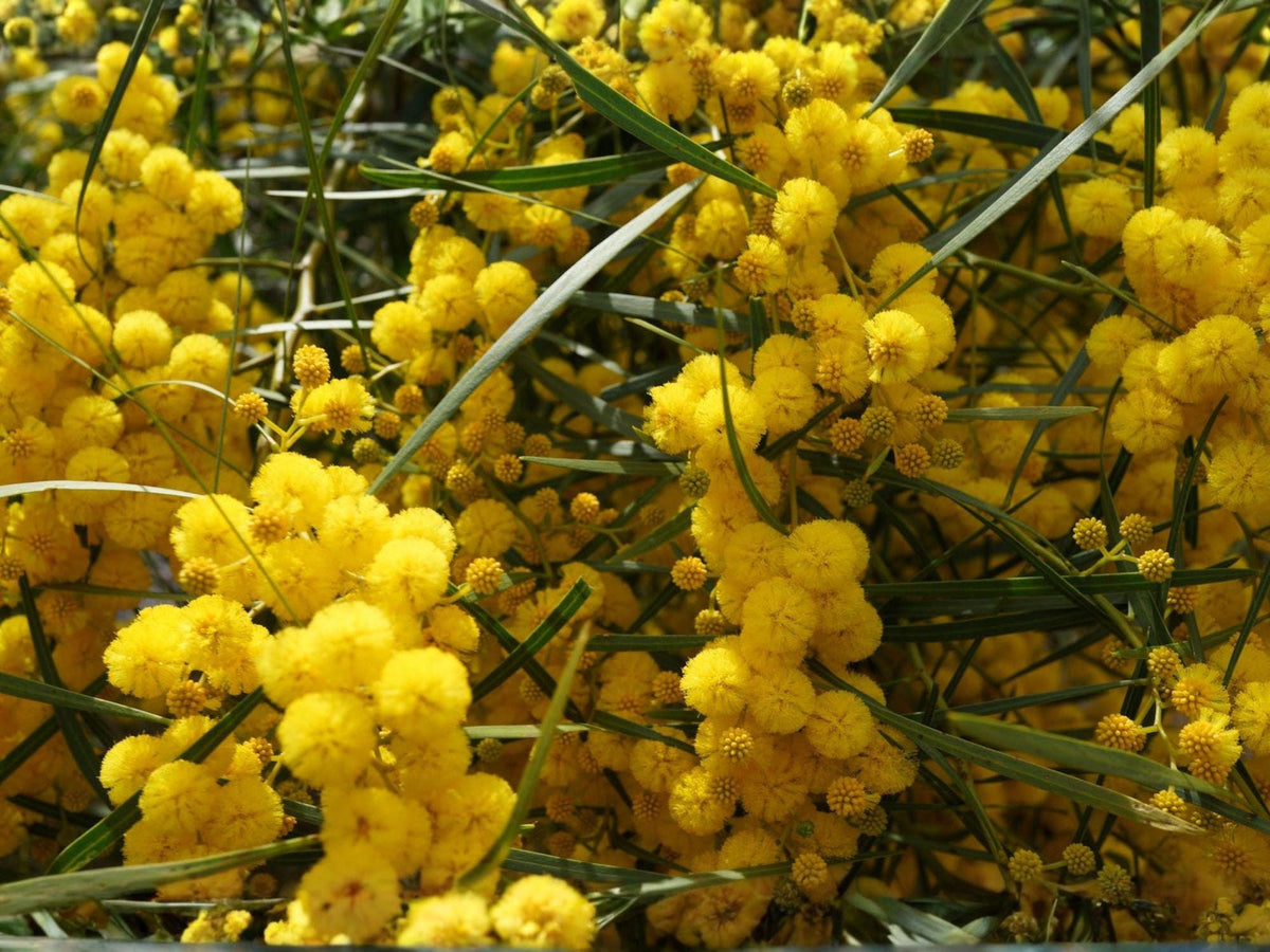 Acacia Nilotica Seeds – Gum Arabic Tree, Egyptian Thorn Babul, Vachellia nilotica, Drought-Tolerant, Warm Climate Plant