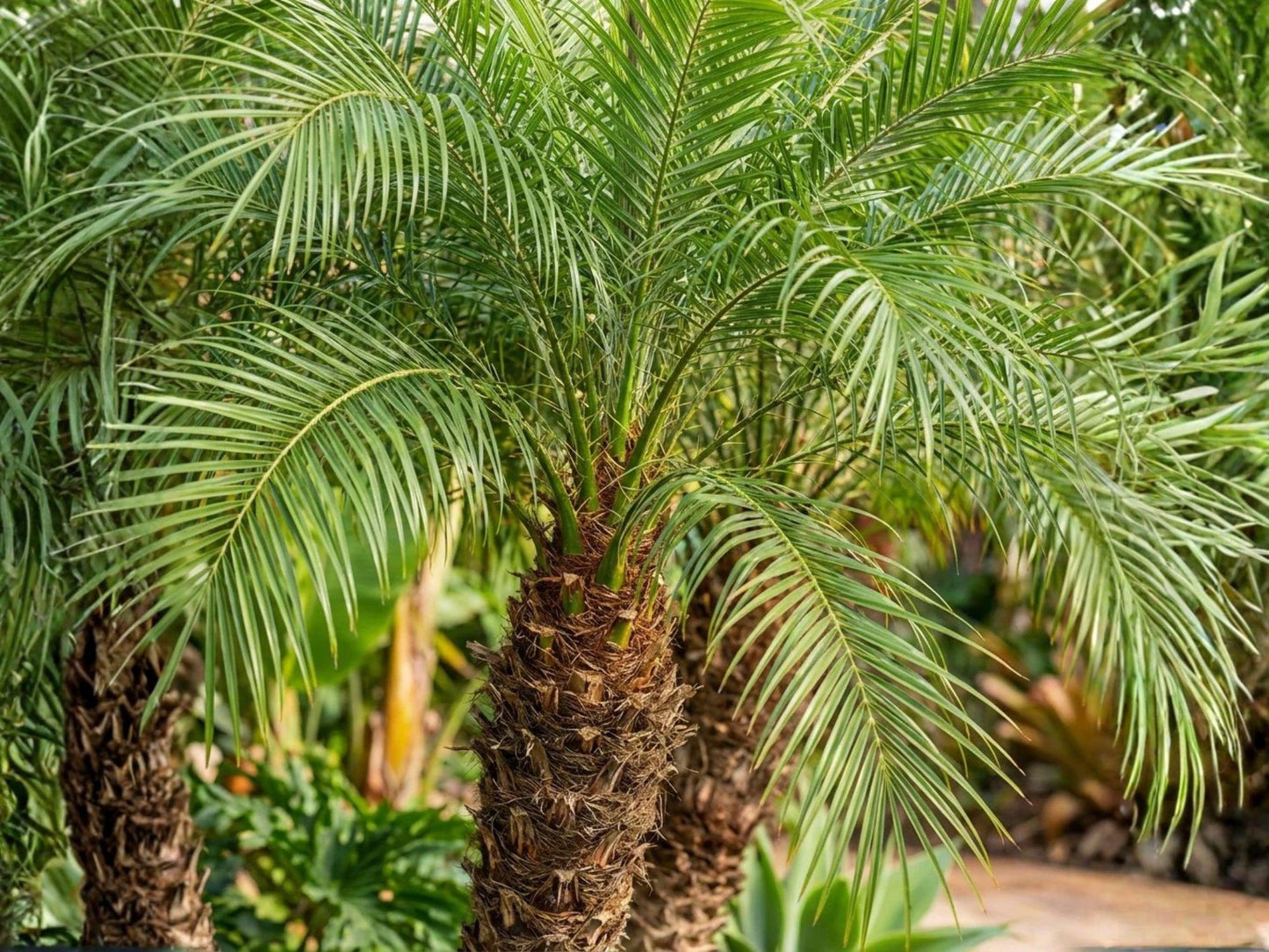 Pygmy Date Palm Seeds – Phoenix roebelenii Small Tropical Indoor Outdoor Tree for Patio & Garden