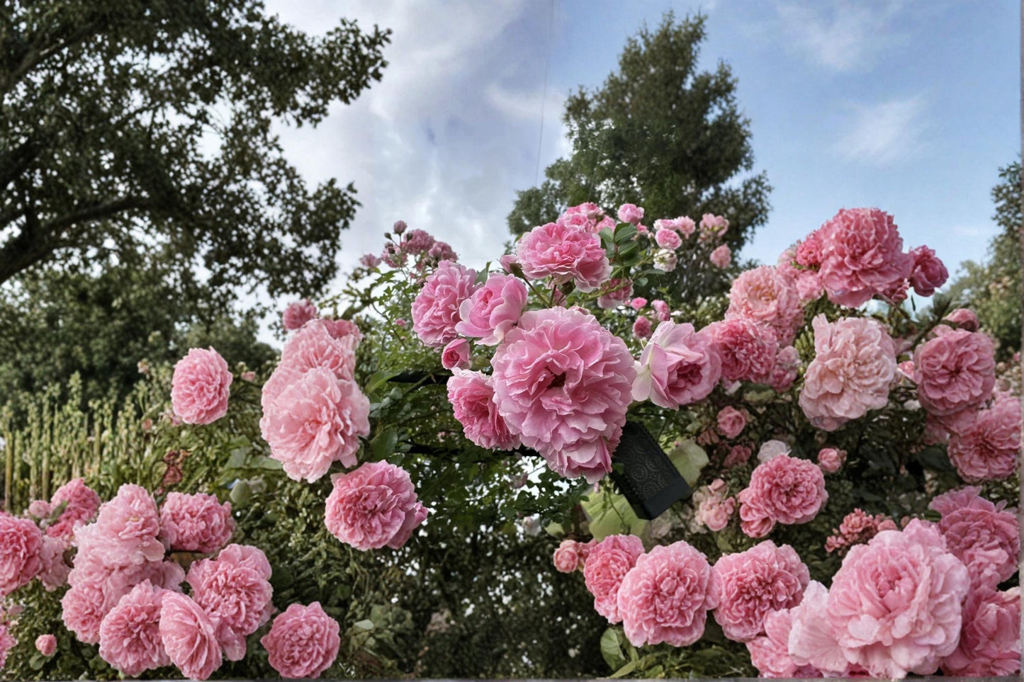 Pink Pine Rose Climbing Rose Cuttings – Heirloom Rosa spp. for Trellises & Arbors