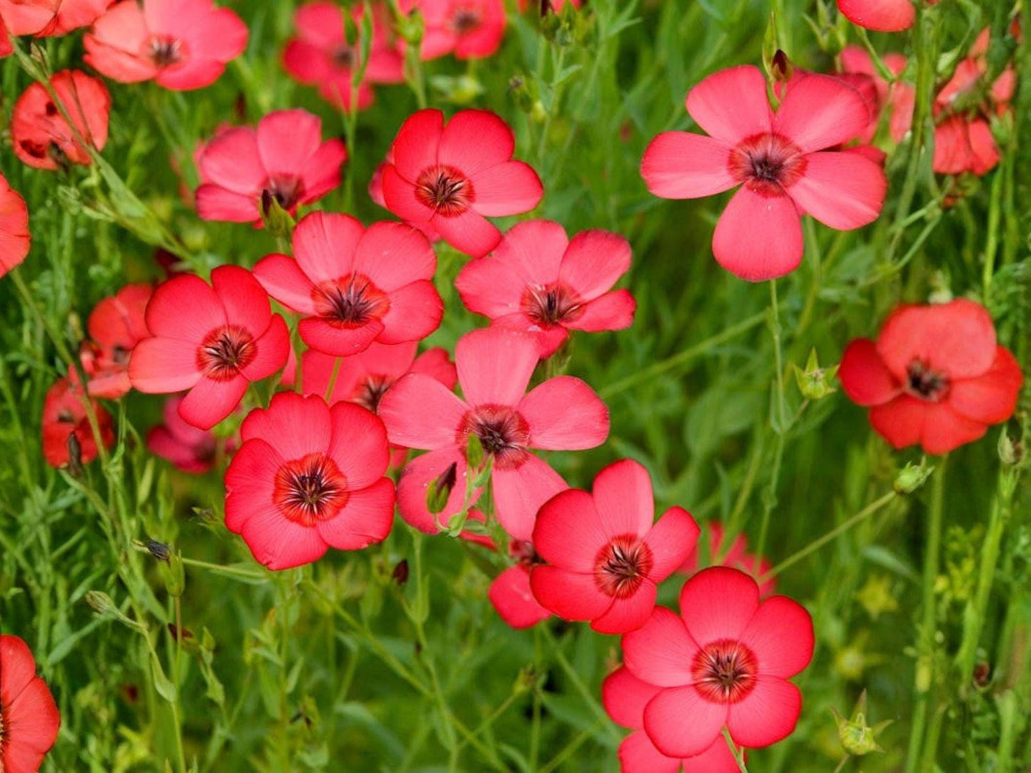 Scarlet Flax Seeds – Heirloom Non-GMO Flower Seeds for Garden Planting – Linum grandiflorum rubrum, Vibrant Red Blooms (100 Seeds)