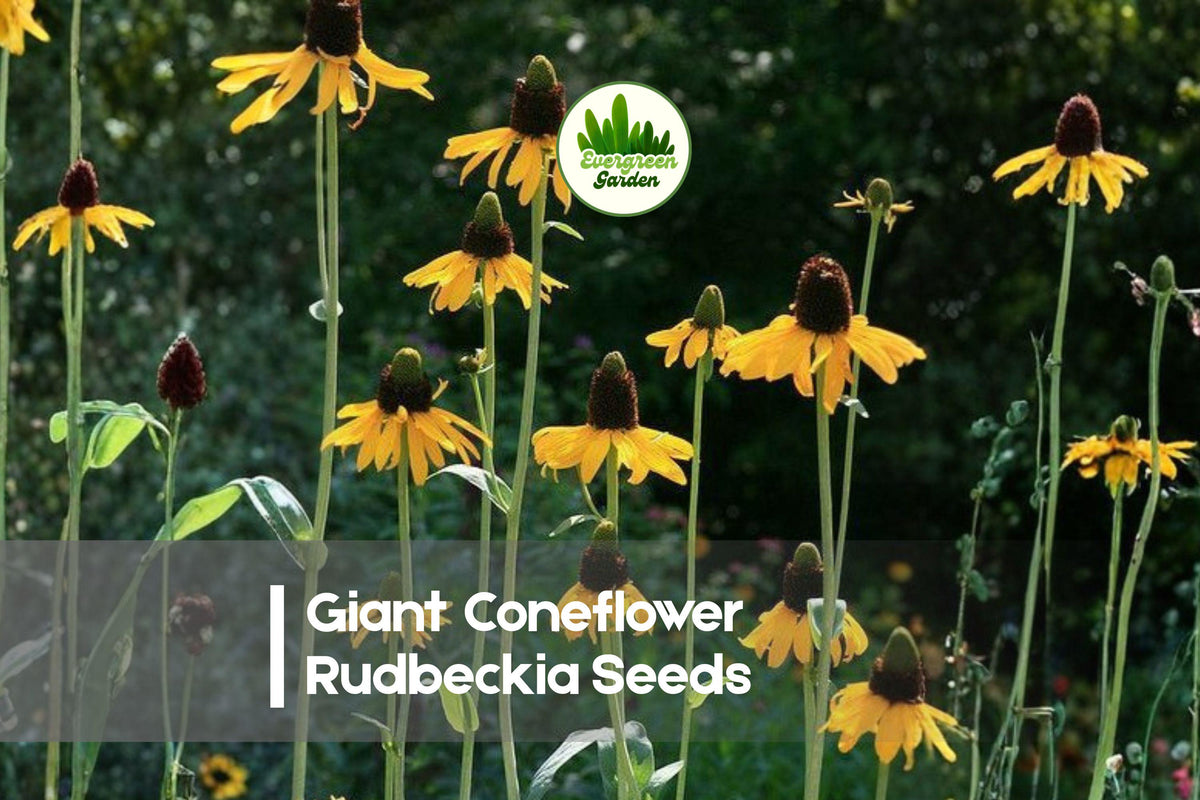 Giant Coneflower Rudbeckia Seeds – Tall Perennial Bright Yellow Flowers for Borders, Meadows & Wildlife Gardens