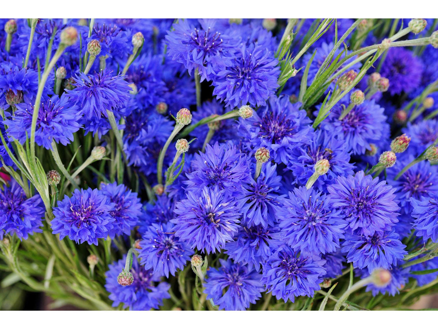 Blue Bachelor’s Button Seeds – Heirloom Non-GMO Centaurea cyanus Cornflower for Flower Garden
