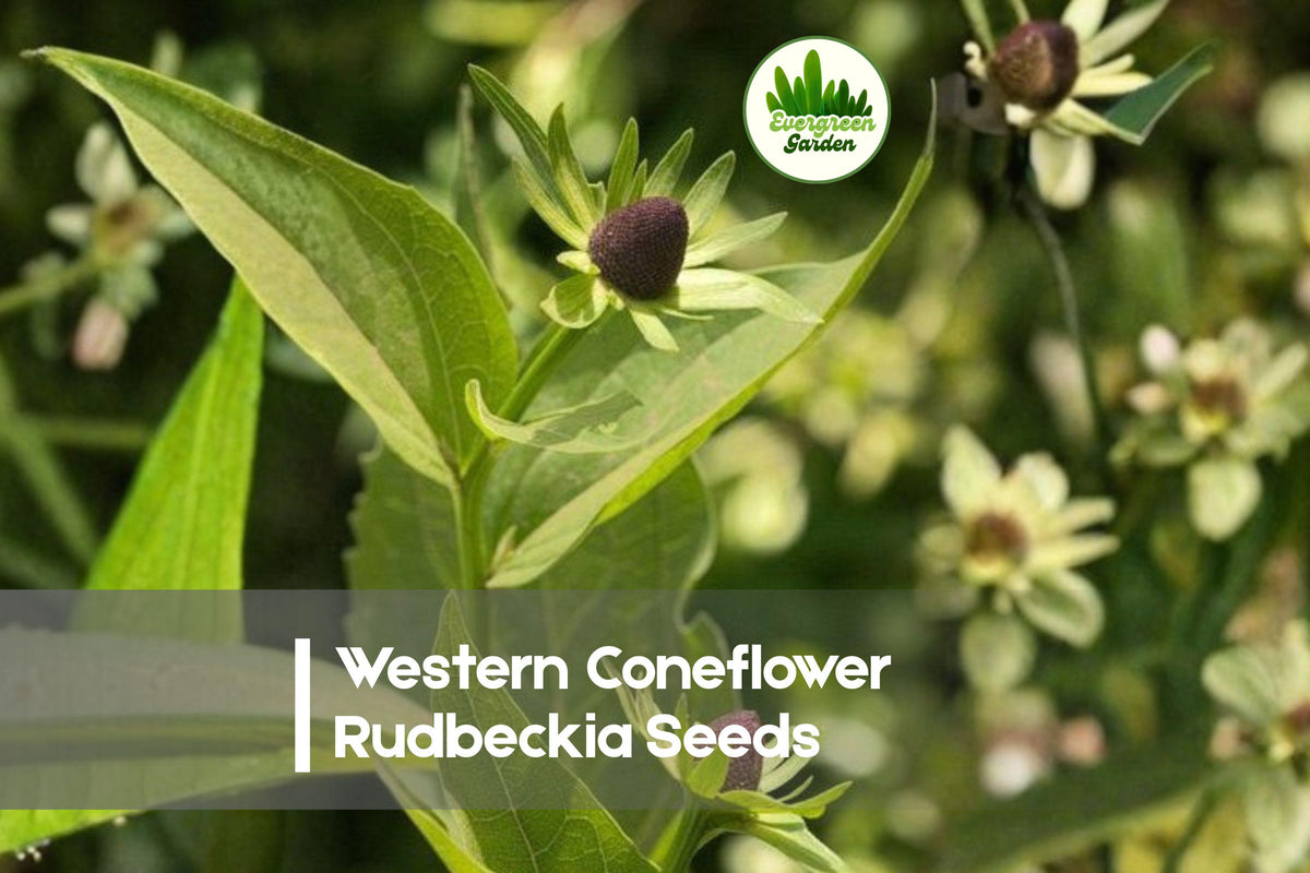 Western Coneflower Rudbeckia Seeds – 200+ Wildflower Native Perennial for Pollinator Gardens, Meadows & Borders, Rudbeckia occidentalis