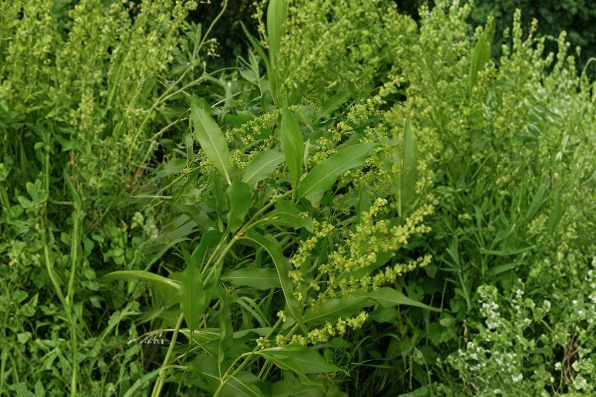 Rumex altissimus Pale Dock Seeds – Native Tall Perennial for Meadows, Wetlands & Naturalized Landscapes, Wildlife Habitat, Moist Soils