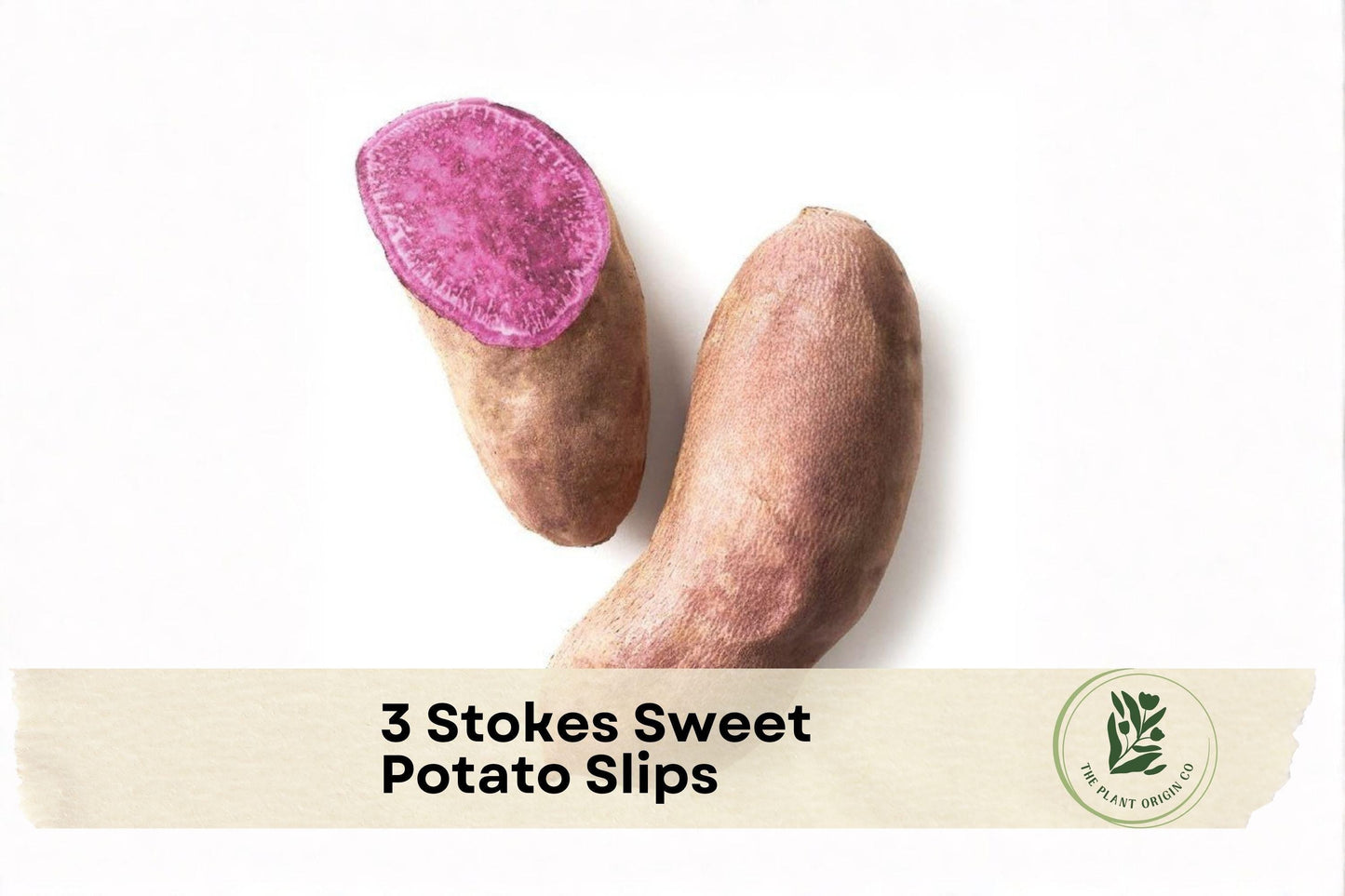 Stokes Sweet Potato Slips - Purple Flesh, High-Yielding, Ipomoea batatas, Garden, Container, Raised Bed Plant