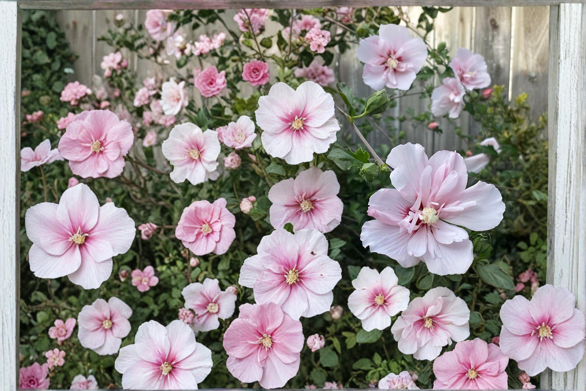Pink Althea Live Plants – Hibiscus syriacus Rose of Sharon Shrub, Pink Flowers, 2 Pack, Deciduous Flowering Bush