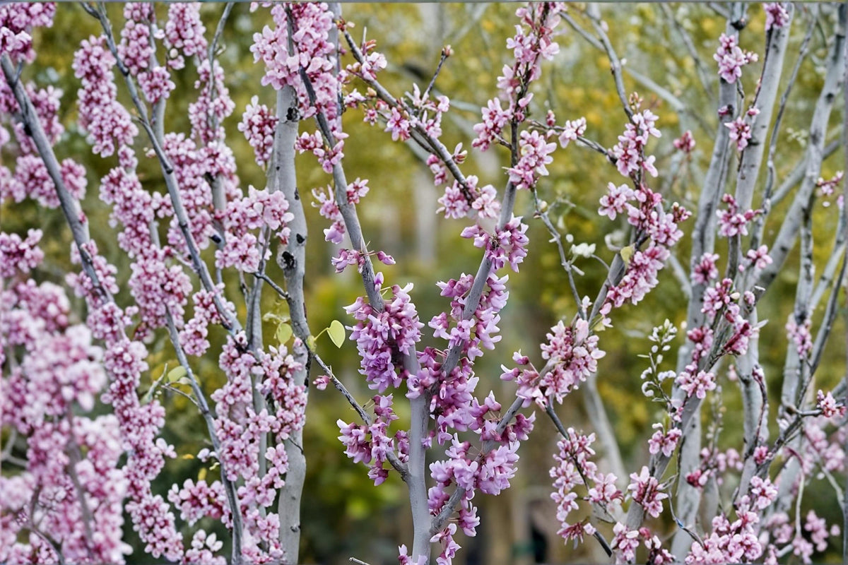 Eastern Redbud Live Plants - 2ft Tall Pink Purple Flowering Tree - Cercis canadensis Ornamental Shrubs