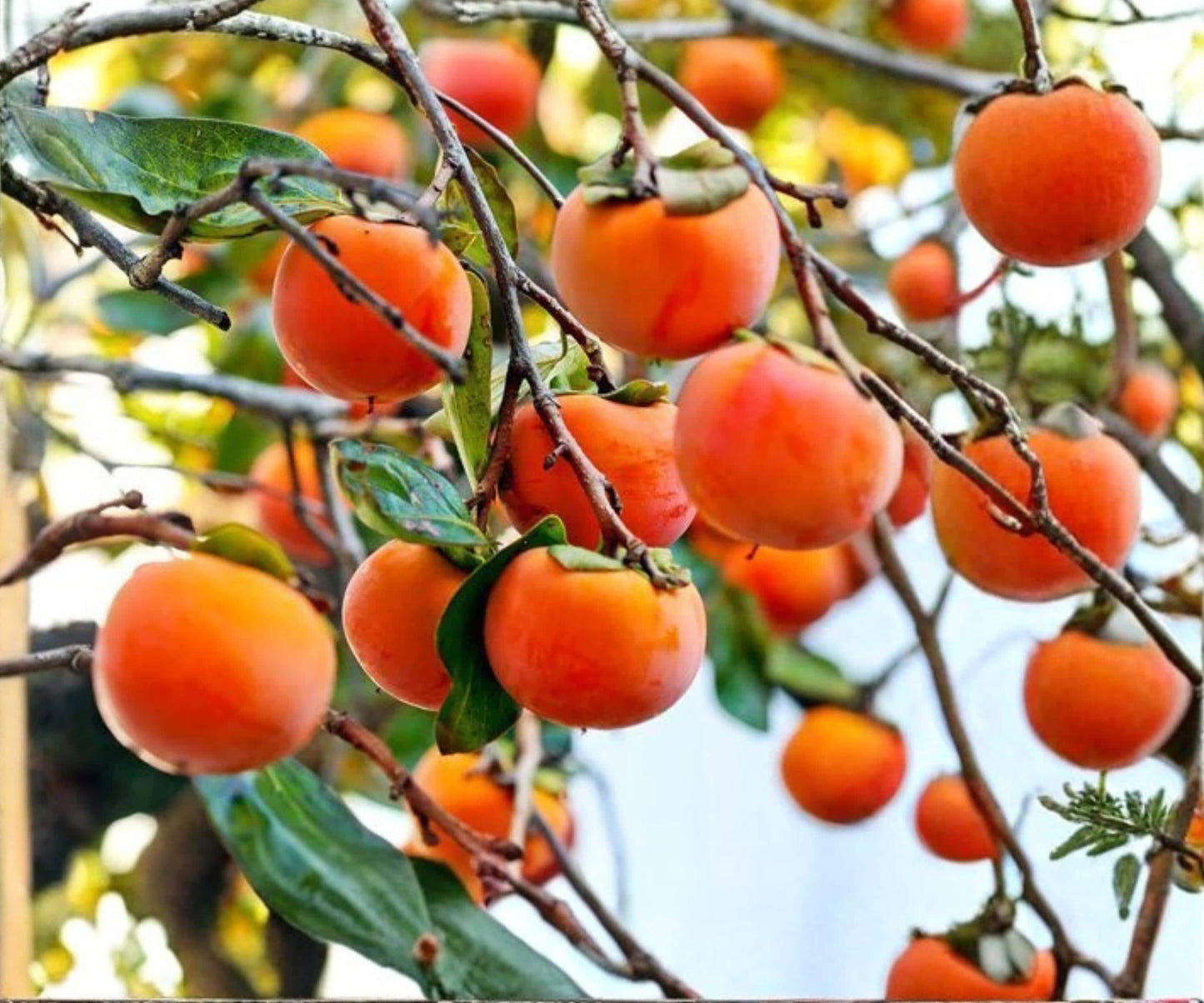 Persimmon Cuttings 3-Pack, Diospyros kaki, Japanese Persimmon Tree Grafting Wood, Fruit Tree Propagation