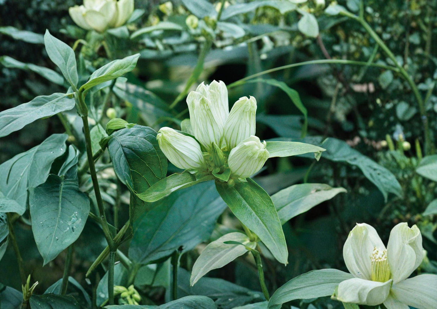 Gentiana Flavida Cream Gentian Seeds – Rare Pale Yellow Bottle Flowers, Native Perennial for Woodland & Prairie Gardens (100 Seeds)
