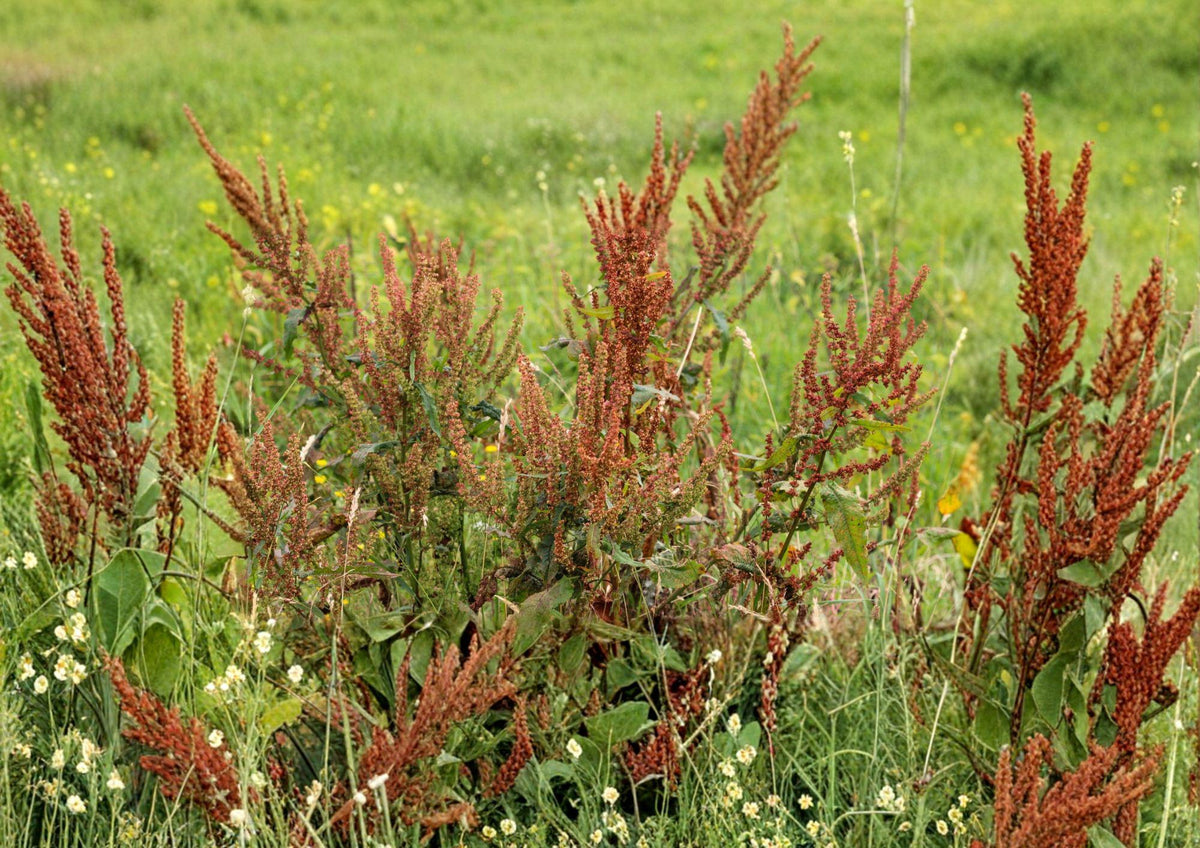 Water Dock Seeds – Native Wetland Perennial, Tall Seed Heads for Gardens, Rumex orbiculatus, Ecological Restoration, Wildlife Habitat