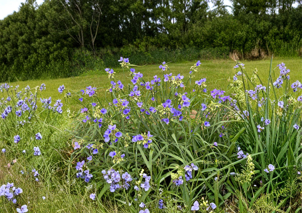 Ohio Spiderwort Seeds – Sky Blue Flowers, Native Perennial, Pollinator Garden Plants, Tradescantia ohiensis, Wildflower Seeds
