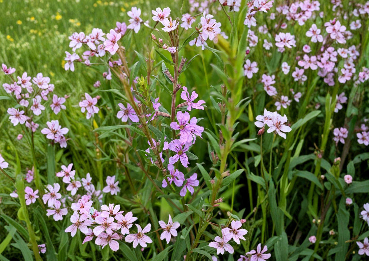 Winged Loosestrife Seeds – Native Pink Purple Wildflower for Rain Gardens, Pond Edges | Lythrum alatum Native Perennial Seed