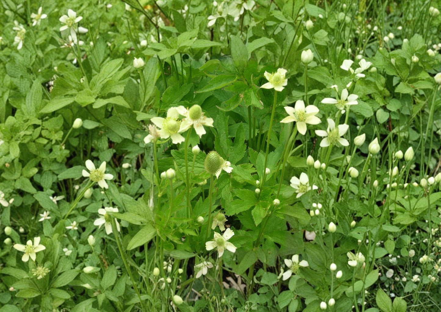 Anemone cylindrica Thimbleweed Seeds – Native Perennial with White Flowers & Seed Heads – Drought-Tolerant Wildflower Seeds