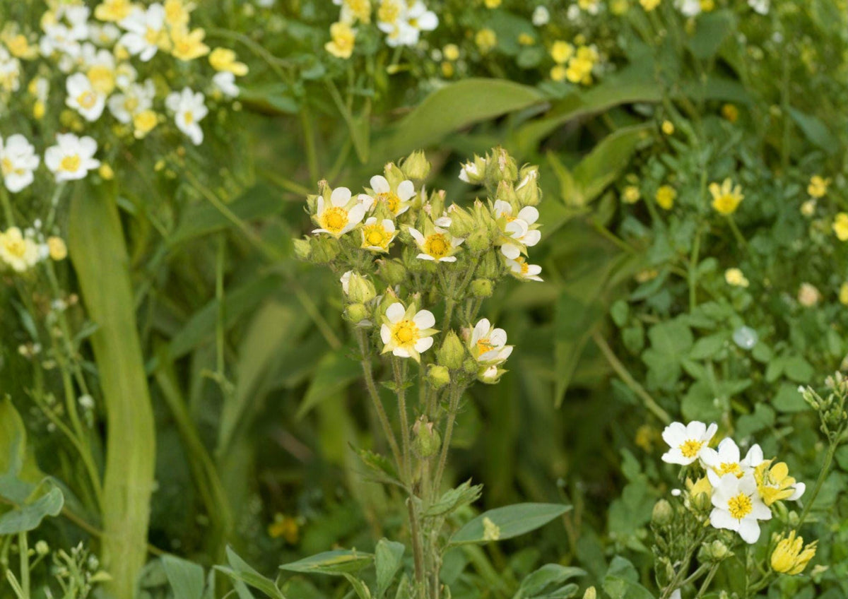 Prairie Cinquefoil Seeds – Native Perennial with Creamy White Flowers – Drymocallis arguta for Prairie Gardens & Meadow Plantings