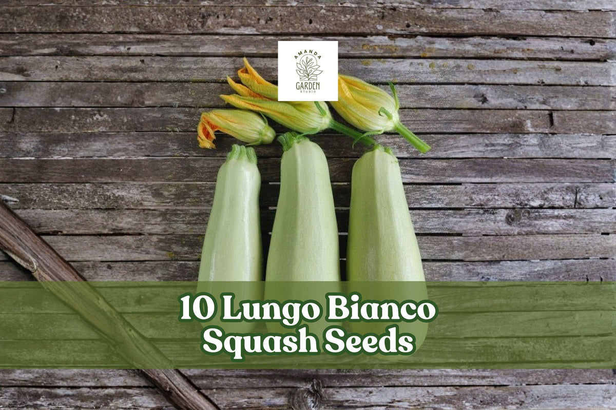 Lungo Bianco Squash Seeds – Summer Garden Vegetable, Pale Green, Cucurbita pepo, Easy to Grow, 10 Pack