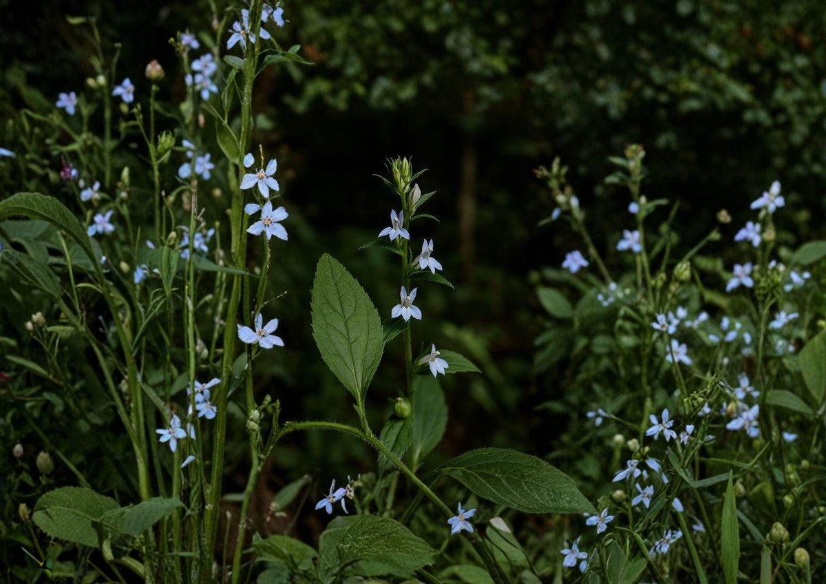 Lobelia Inflata Seeds – Native Wildflower for Pollinator Gardens – Indian Tobacco, Pale Blue Tubular Flowers, Ecological Landscaping