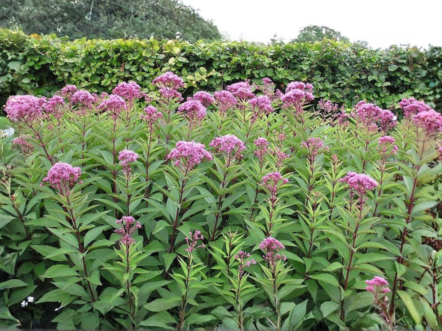 Eutrochium purpureum Seeds Heirloom Non-GMO Purple Joe Pye Weed Flower Pollinator Garden Planting