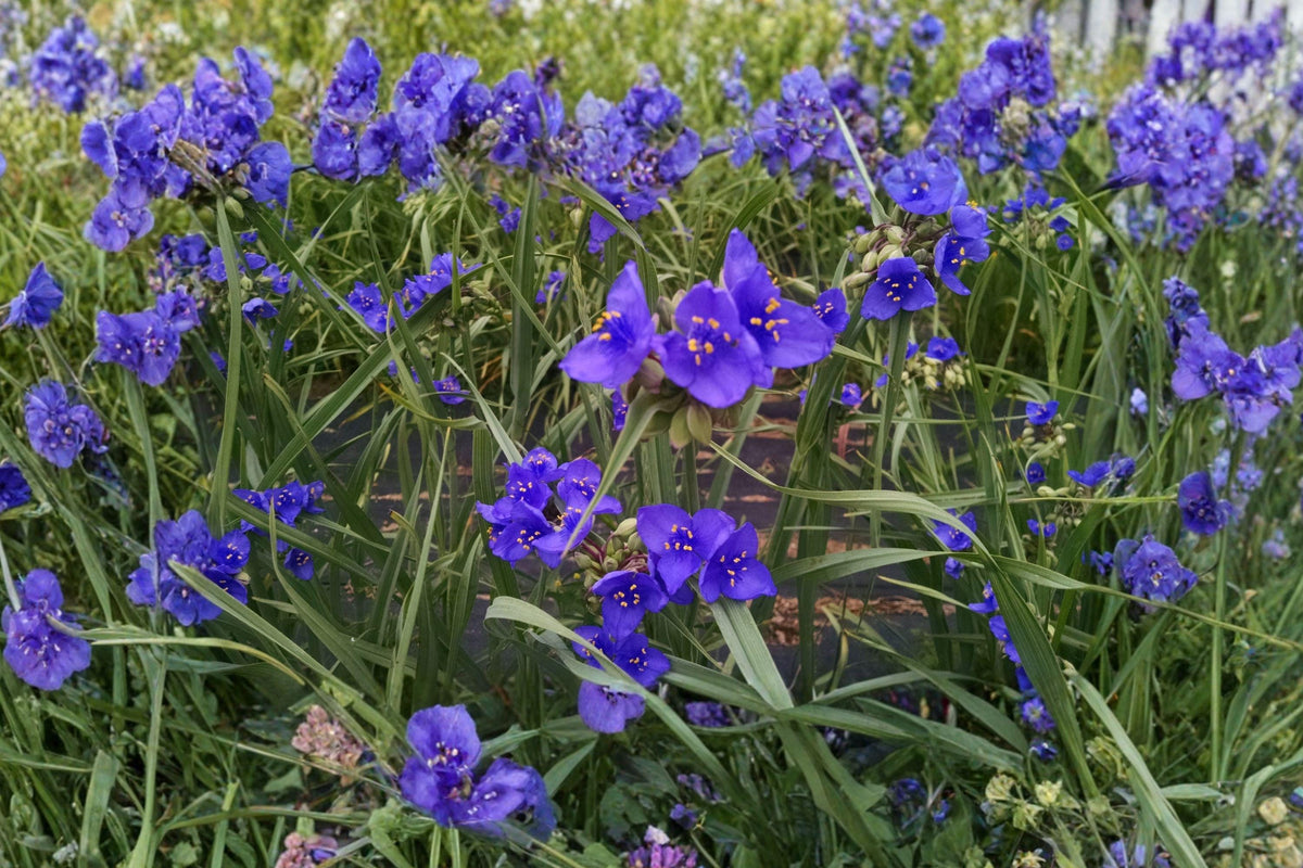 Ohio Spiderwort Seeds – Native Perennial with Blue Flowers, Tradescantia ohiensis, 25 Seeds for Prairie Gardens & Pollinator Habitats