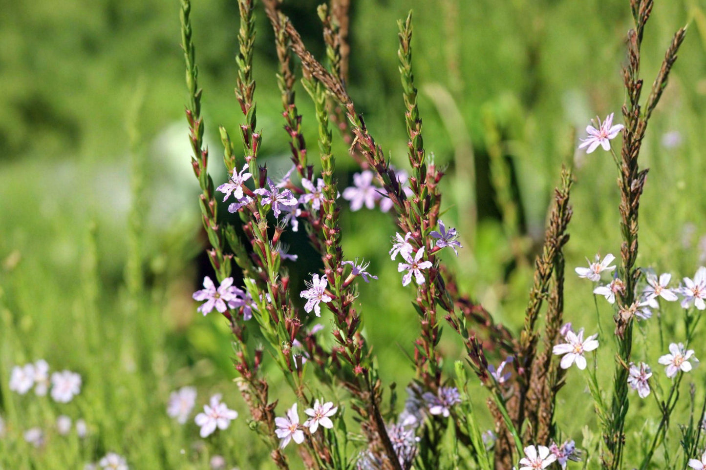 Winged Loosestrife Seeds – Native Wildflower, Pink Purple Blooms, Hardy Perennial, Lythrum alatum, 1000 Seeds
