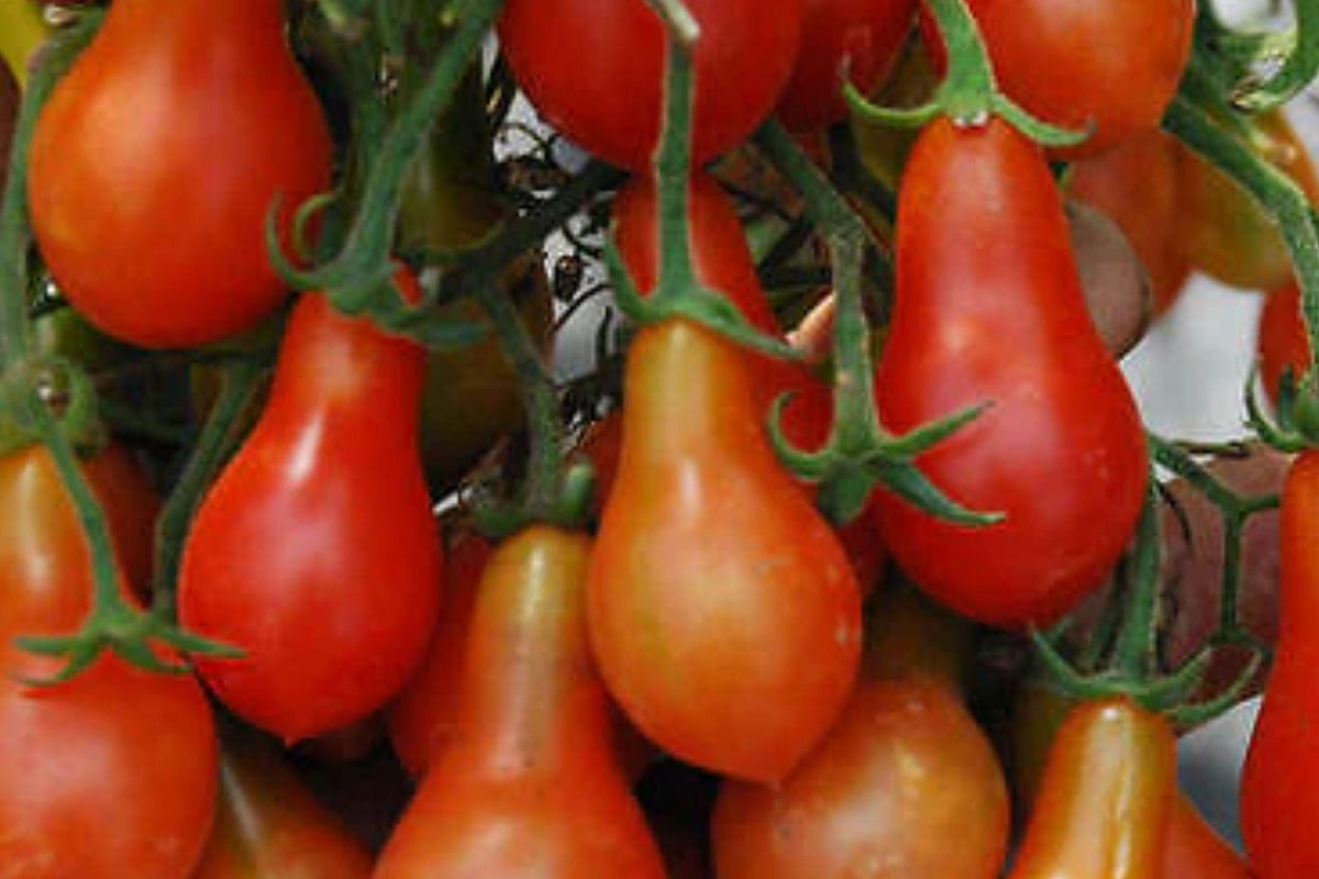 Red Pear Tomato Seeds - Heirloom, Non-GMO, Sweet Cherry Vegetable Garden Plant, Pear-Shaped, Bright Red, for Containers & Gardens