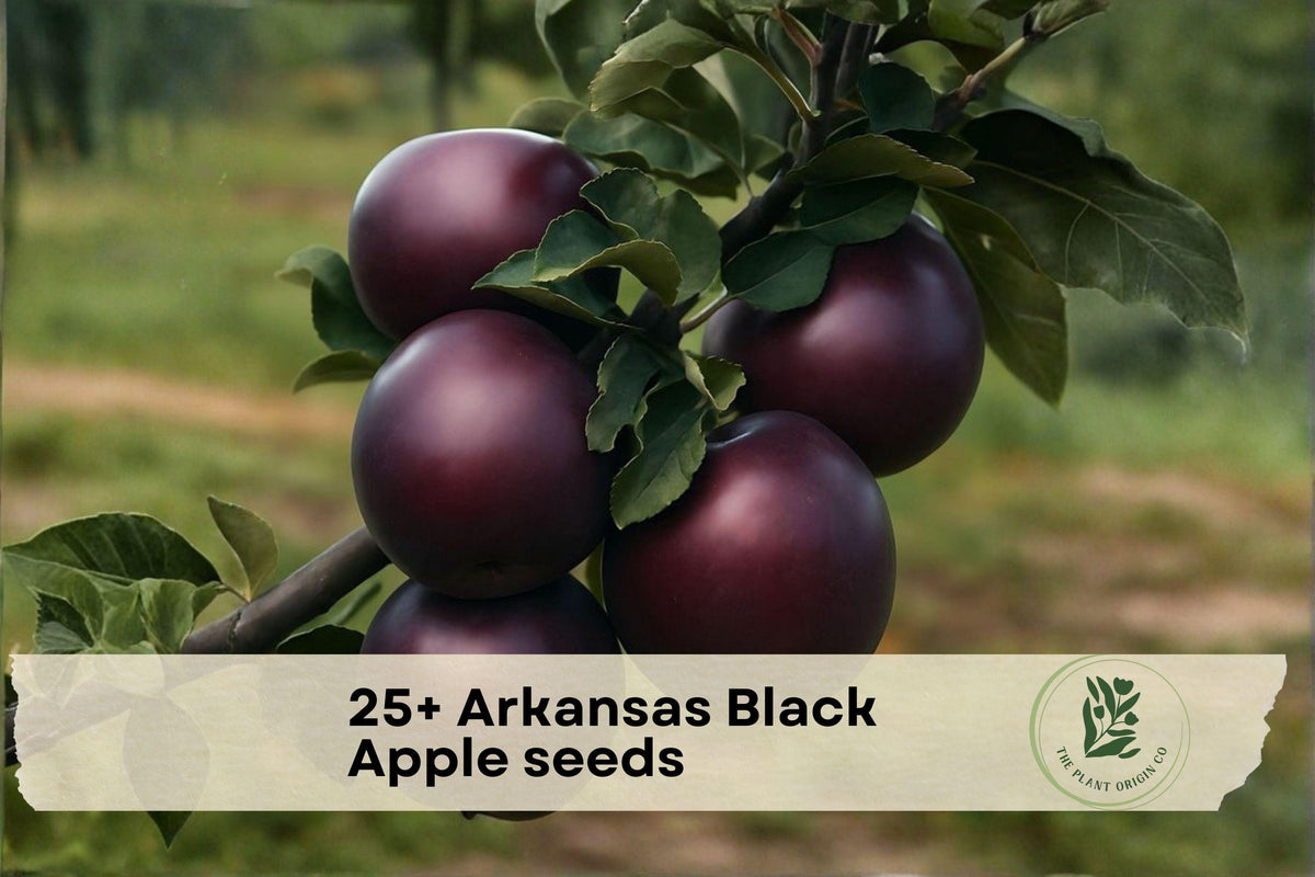 Arkansas Black Apple Seeds – Heirloom Malus domestica for Backyard Orchard, Edible Landscape, and Fruit Growing