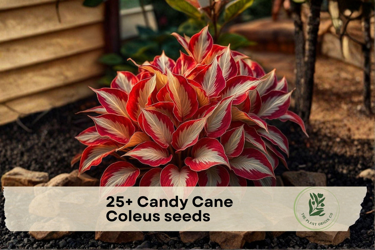 25+ Candy Cane Coleus Seeds - Variegated Foliage Plant for Shade Gardens, Containers, Borders | Plectranthus scutellarioides