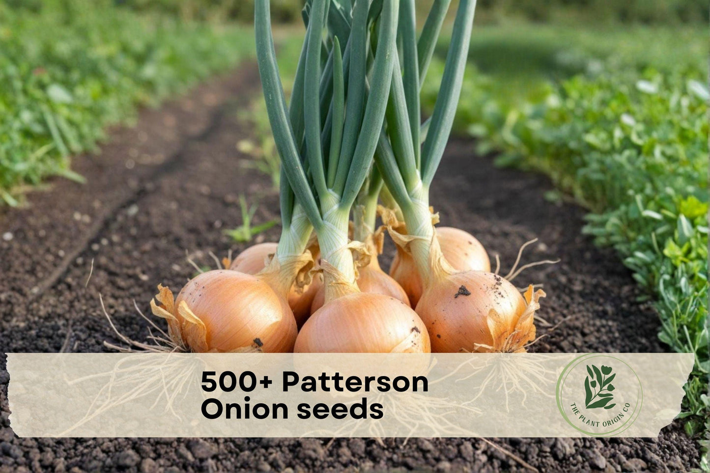 Patterson Onion Seeds – High-Yield Vegetable Crop for Home Gardens, Storage & Cooking – Allium cepa