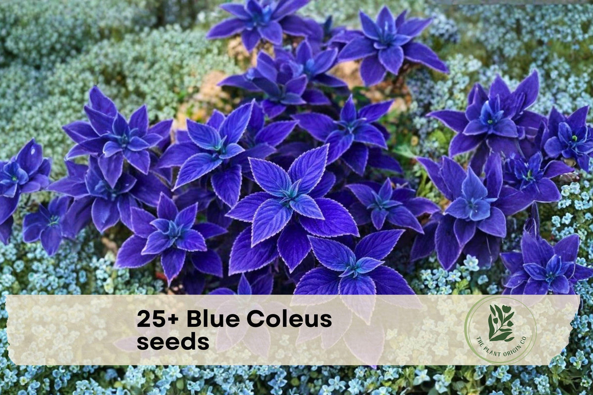 Blue Coleus Seeds - 25+ Pack, Ornamental Foliage, Shade Garden, Container Plant, Plectranthus scutellarioides