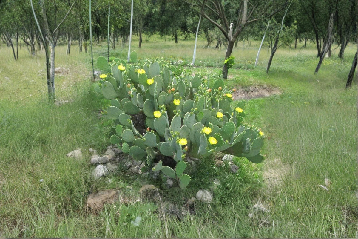 Opuntia Cacanapa Spineless Prickly Pear Cactus Cuttings – Drought Tolerant, Cold Hardy, Edible Pads, Full Sun, Well-Draining Soil