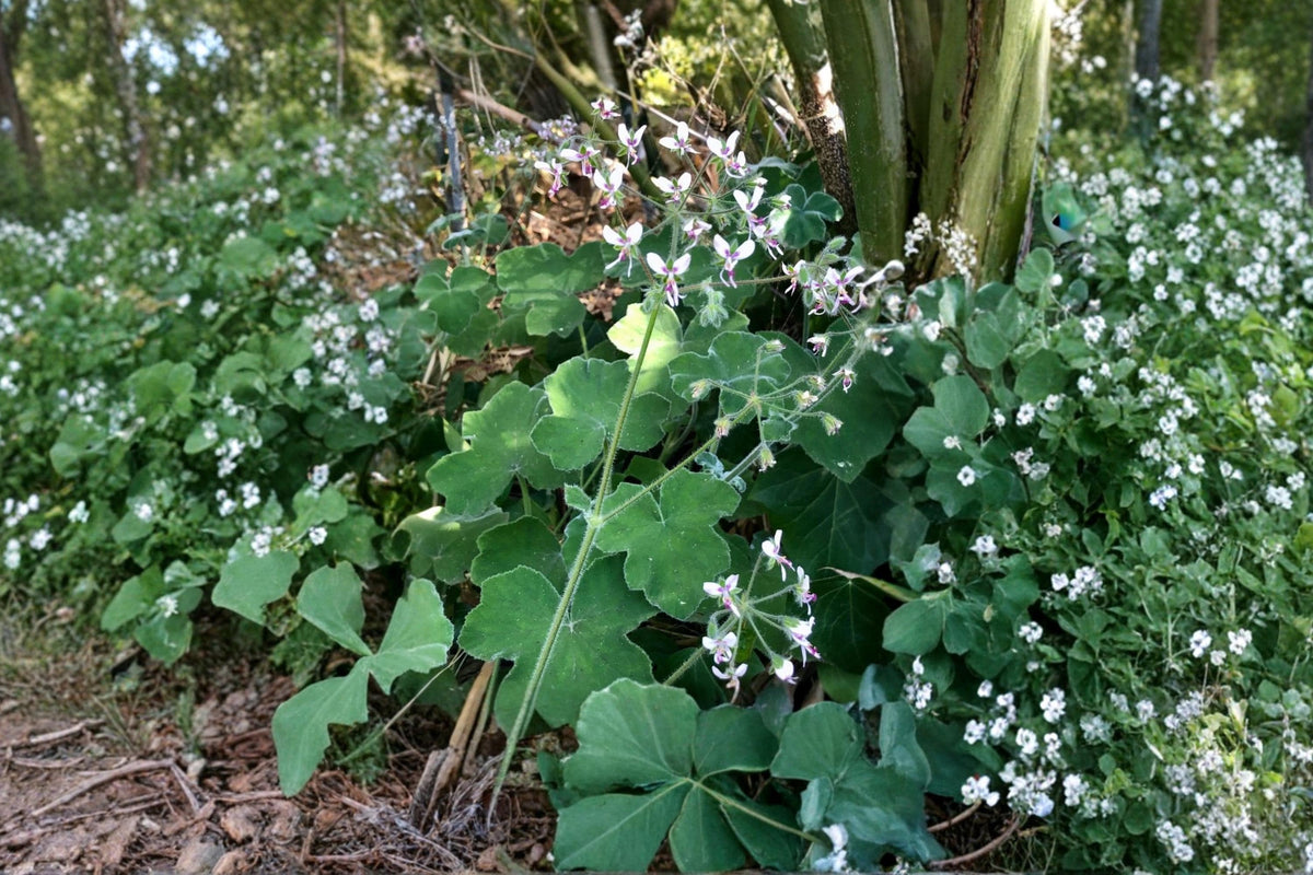 Chocolate Mint Scented Pelargonium Cuttings – Fuzzy Leaf Geranium, Aromatic Mint Fragrance, Indoor & Outdoor Container Plant