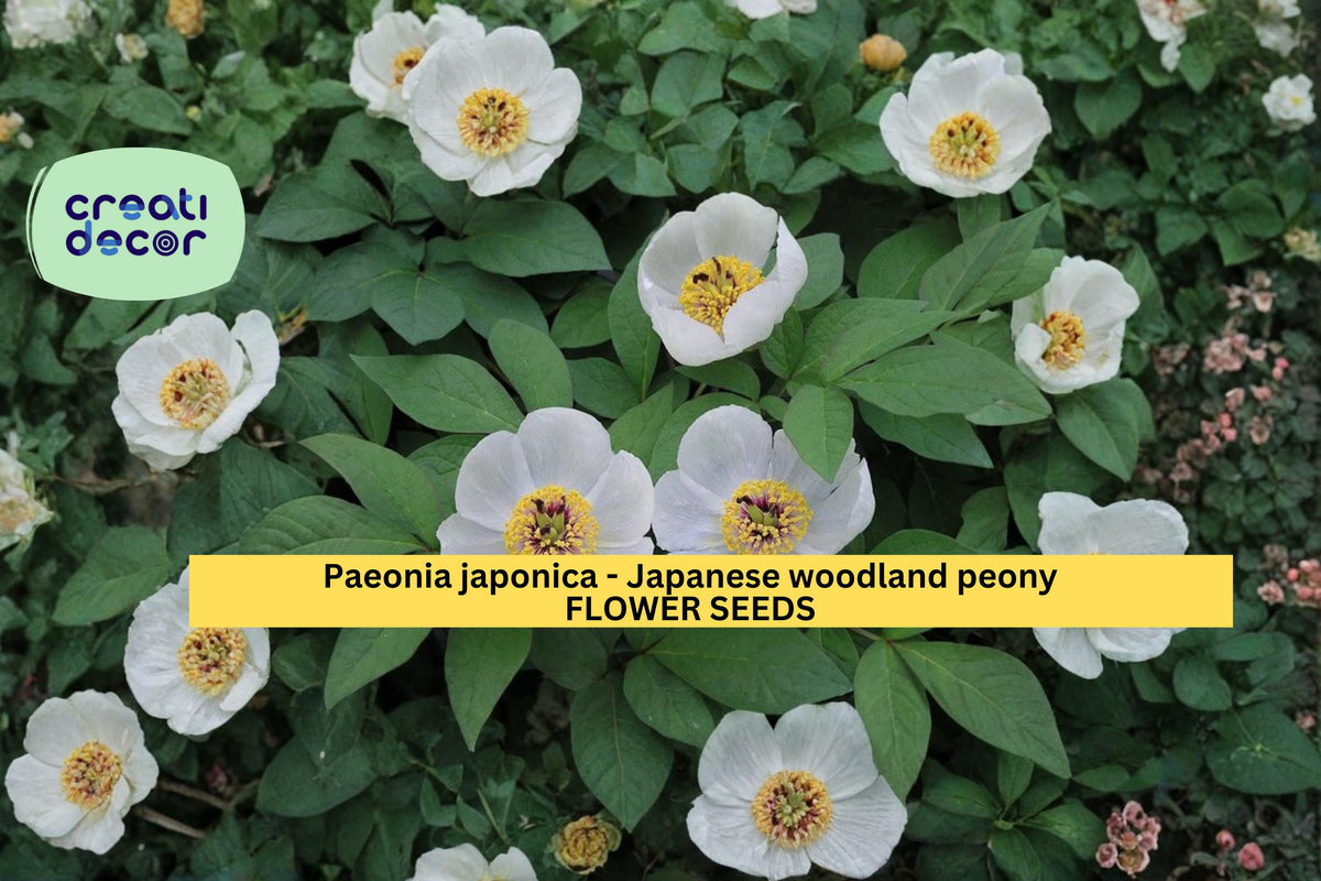 Paeonia japonica Seeds - Japanese Woodland Peony, White Spring Flower, Shade-Loving Perennial, 5 Pack