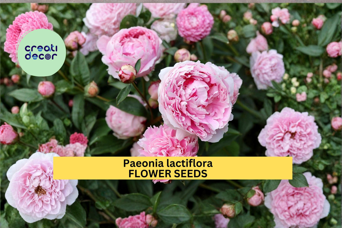 Paeonia lactiflora Seeds – Chinese Herbaceous Garden Peony Flower Seeds, Perennial Spring Bloom, 5 Count