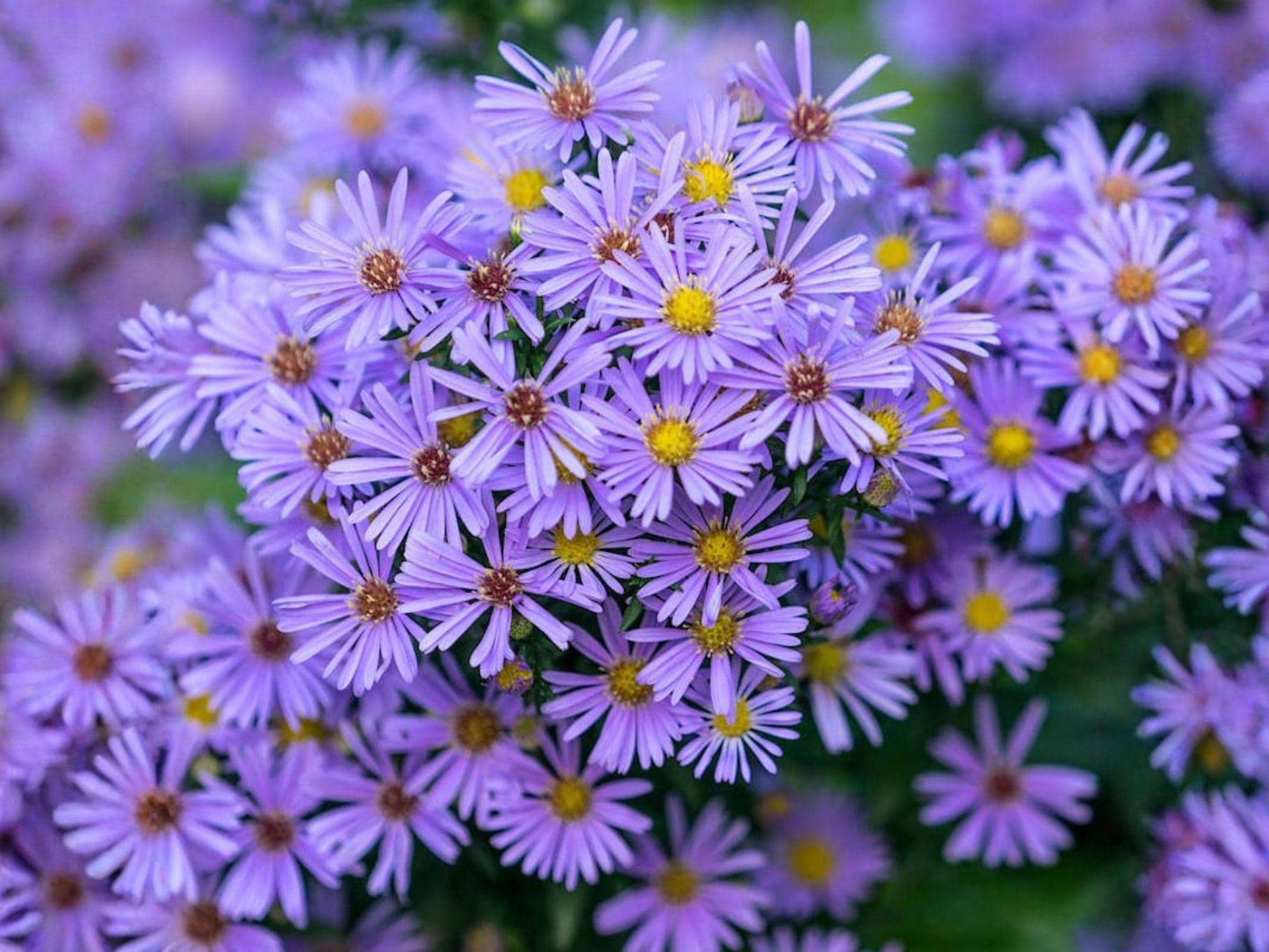 Symphyotrichum Novi-Belgii Seeds - New York Aster Perennial Pollinator Garden Wildflower Seeds, Non-GMO, Heirloom, Daisy-Like Flowers