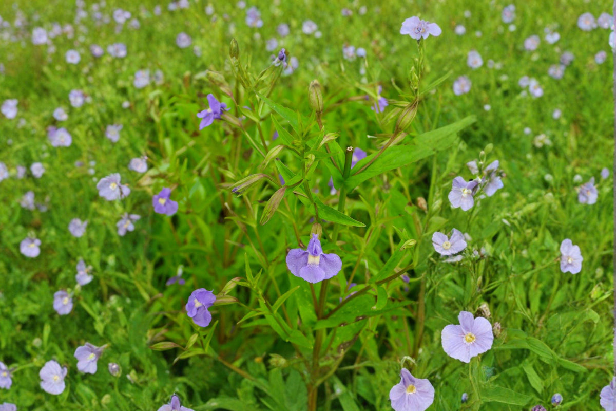 Monkey Flower Seeds – Native Purple-Blue Wildflower for Rain Gardens, Wetlands & Meadows, Mimulus ringens, 1000 Seeds