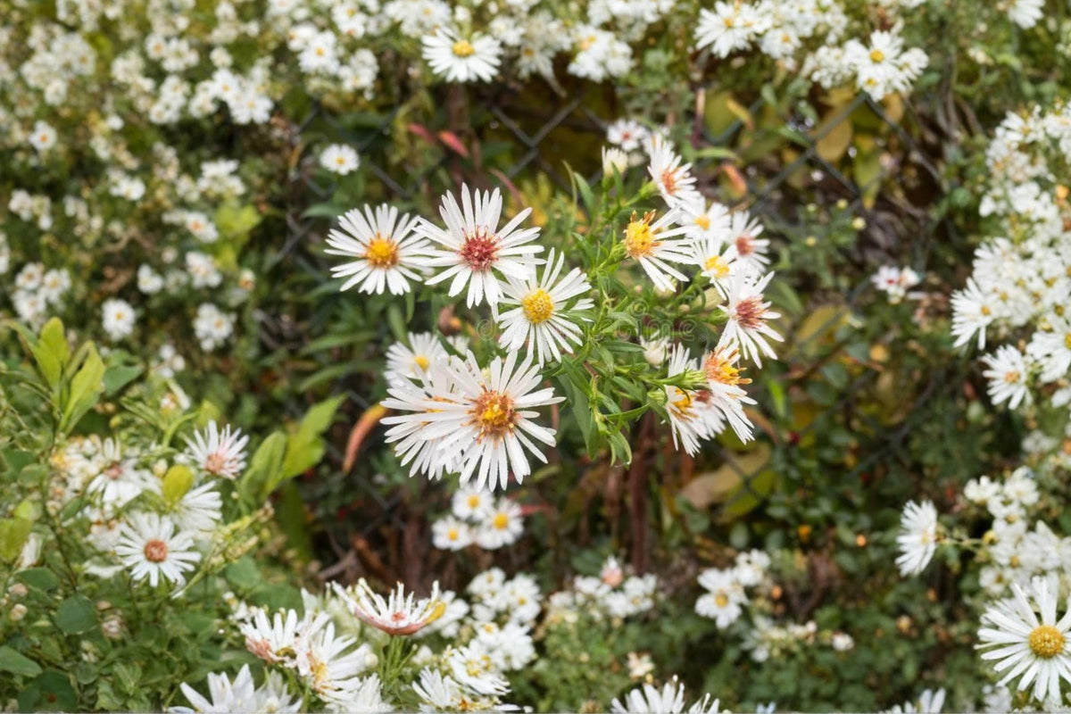 Panicled Aster Seeds – 100 Native Perennial Wildflower Seeds for Pollinator Gardens – Symphyotrichum lanceolatum