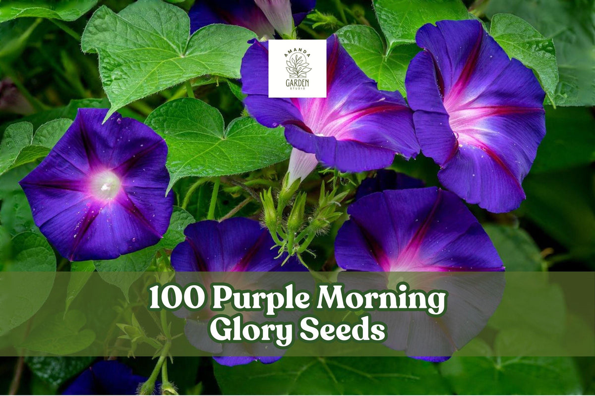 100 Purple Morning Glory Seeds – Climbing Vine with Purple Flowers – Ipomoea purpurea, Fast-Growing Annual for Trellises & Fences