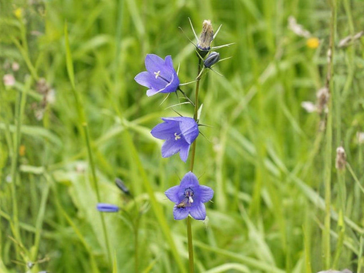 Campanula rotundifolia Harebells Seeds – Heirloom Non-GMO Wildflower for Rock & Cottage Gardens