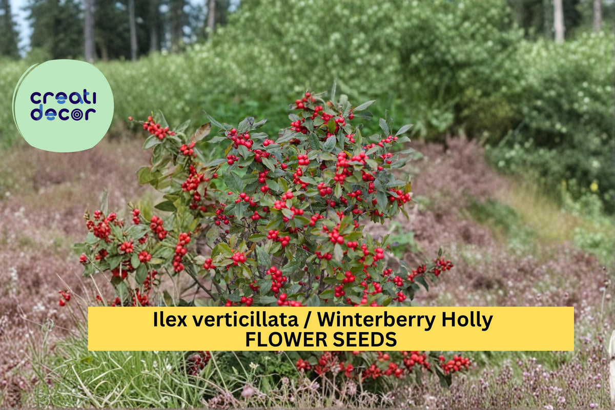 Ilex rotunda Seeds - Kurogane Holly Round Leaf Evergreen Shrub for Landscaping, Garden, Hedges, 25 Count