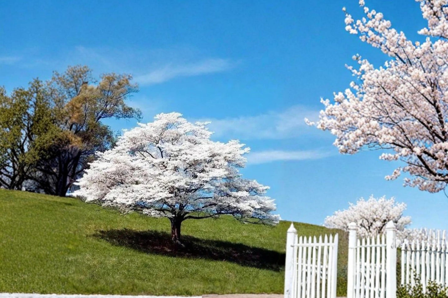 White Flowering Dogwood Live Plants - 2 Pack, Ornamental Tree, Cornus florida, Spring Blooming, White Flowers