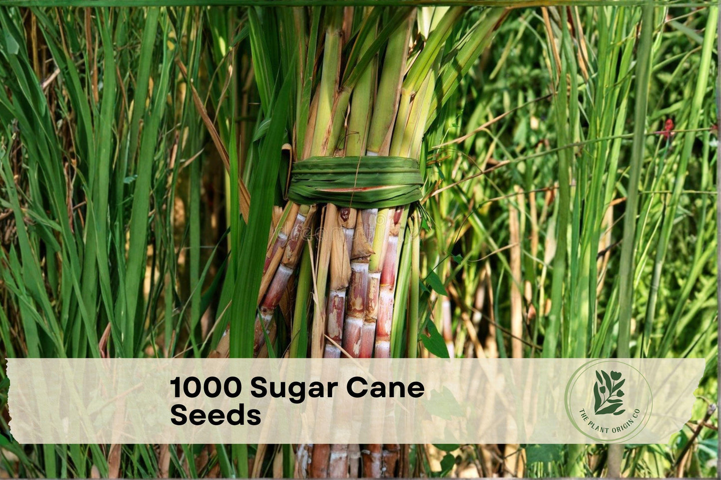 1000 Sugar Cane Seeds - Perennial Grass for Syrup, Sugar, Livestock Fodder | Saccharum officinarum