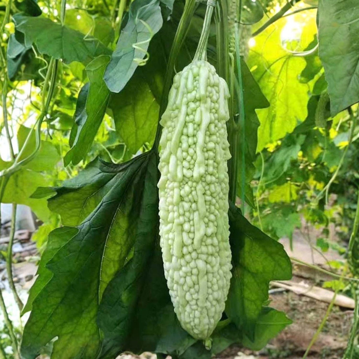 Bitter Gourd Seeds 5 Momordica charantia Climbing Vegetable Vine for Garden, Green Fruits, Warm-Season Edible Plant