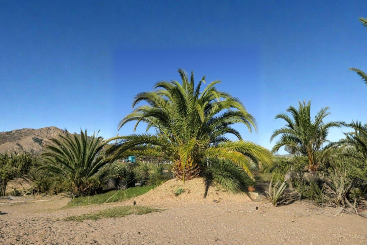Phoenix Canariensis Seeds – 10 Tropical Canary Date Palm Tree Seeds for Exotic Landscape, Patio, Indoor Display