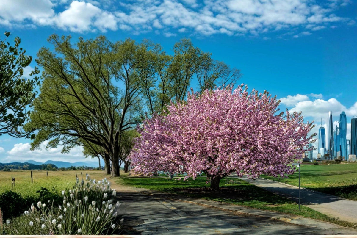 Kwanzan Cherry Tree Live Plant 2ft Pink Flowers Ornamental Prunus serrulata 'Kanzan'