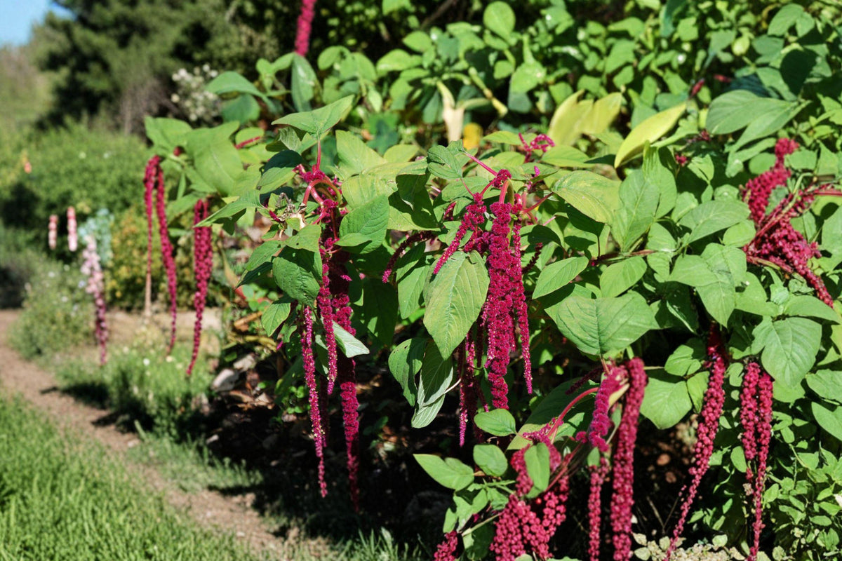 Love Lies Bleeding Seeds – Red Tassel Annual Flower for Gardens, Amaranthus caudatus, 100 Seeds