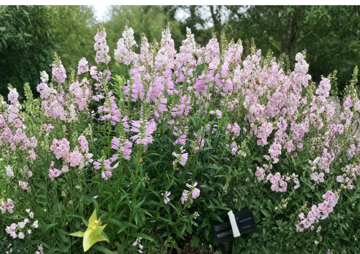 Obedient Plant Seeds, Pink Purple Flower Spikes, Native Perennial, Physostegia virginiana, Pollinator Garden Seeds