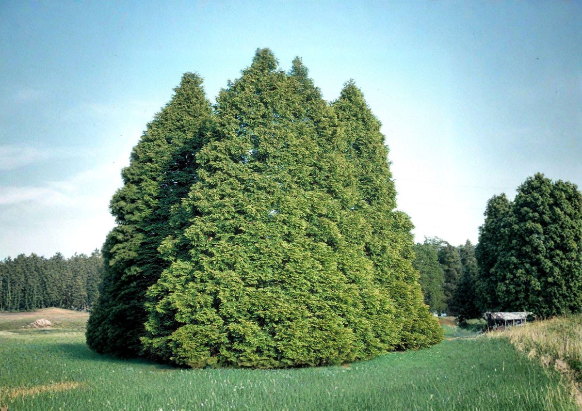 Eastern Arborvitae Seeds – Thuja occidentalis for Hedges, Windbreaks, Evergreen Privacy Screen, 50 Seeds