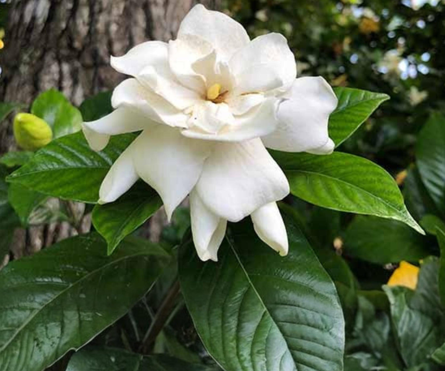 Gardenia jasminoides Cuttings - Heirloom White Fragrant Shrub - Evergreen Gardenia Bush for Landscaping